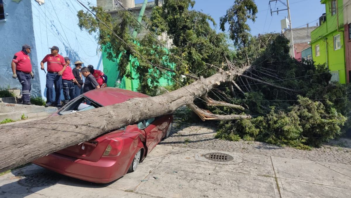 Protección Civil y Bomberos de Toluca retiraron un árbol que cayó sobre un automóvil en calles del Barrio del Cóporo. | Foto: Especial