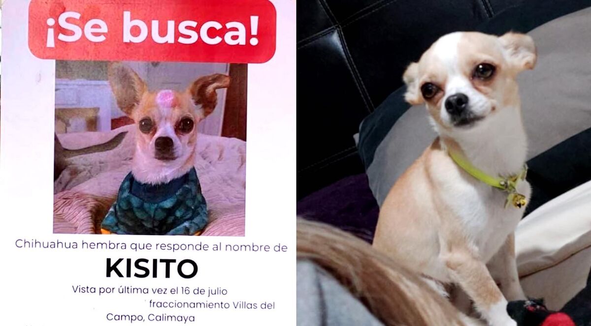 Buscan a Kisito, perrita chihuahua que necesita medicamento. | ESPECIAL