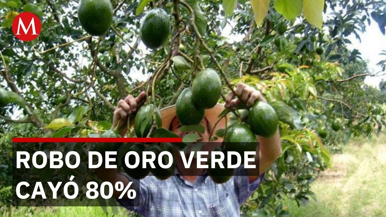 Guardia Nacional reduce 80% de los robos de aguacates en Michoacán con nuevo despliegue