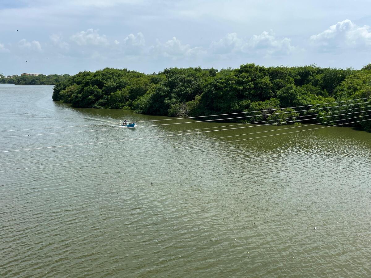 Manglar en laguna del sur de Tamaulipas | Yazmín Sánchez