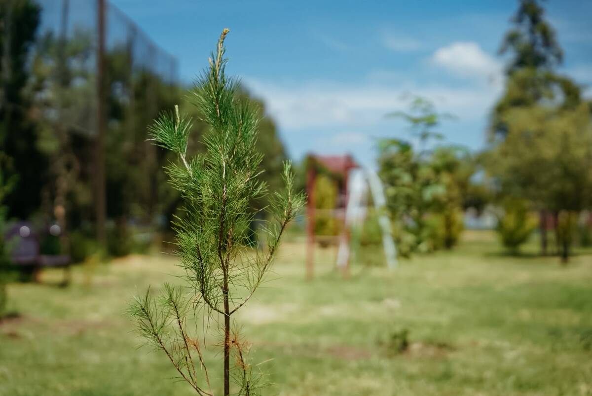 Pachuca recibió el distintivo internacional "Tree Cities of the World 2025". (Cortesía Ayuntamiento de Pachuca)
