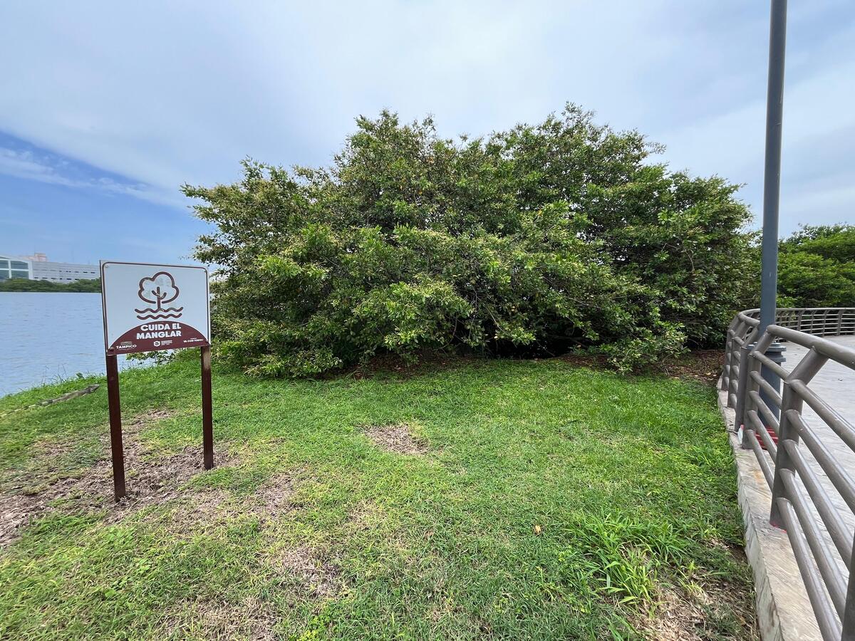 Protección al manglar en Laguna del Carpintero | Yazmín Sánchez