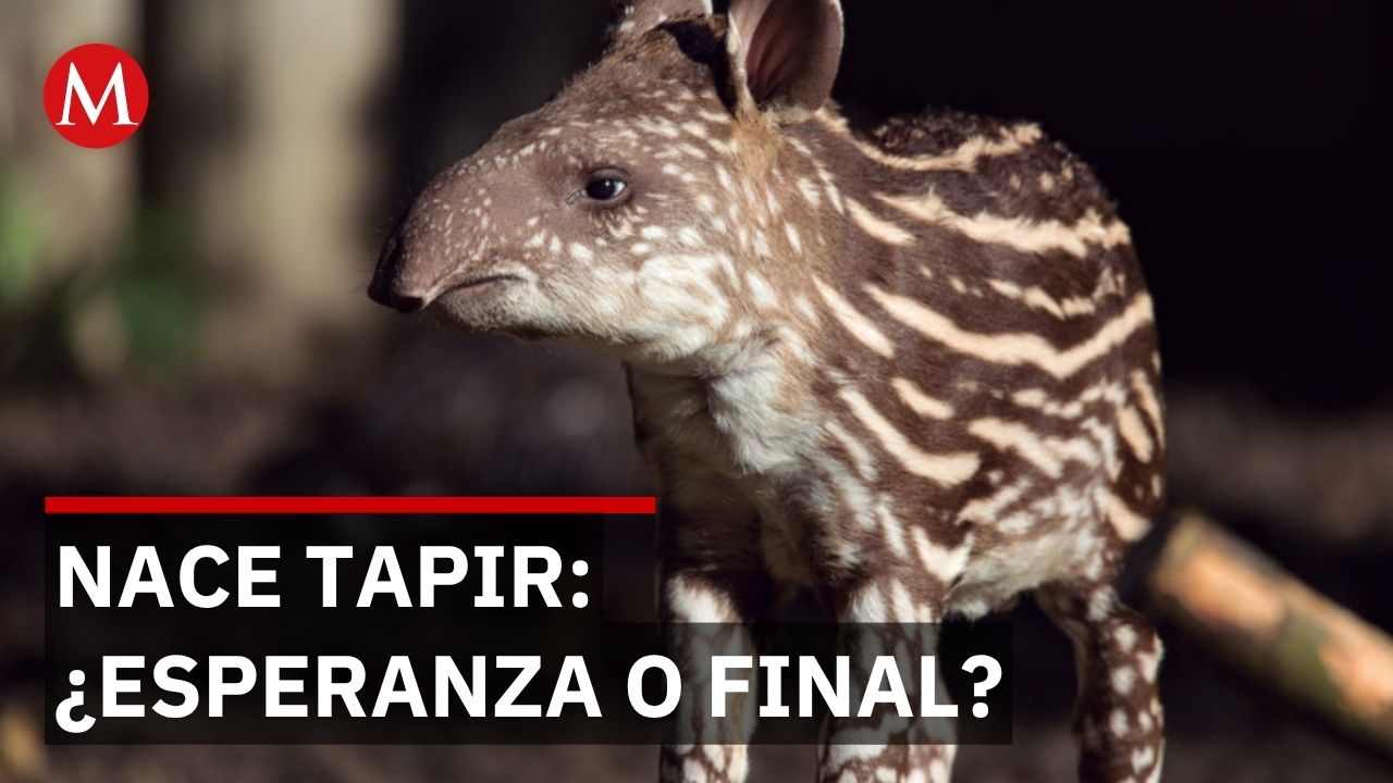 Zoológico Miguel Álvarez del Toro logra reproducir tapir mientras especie se extingue en Chiapas