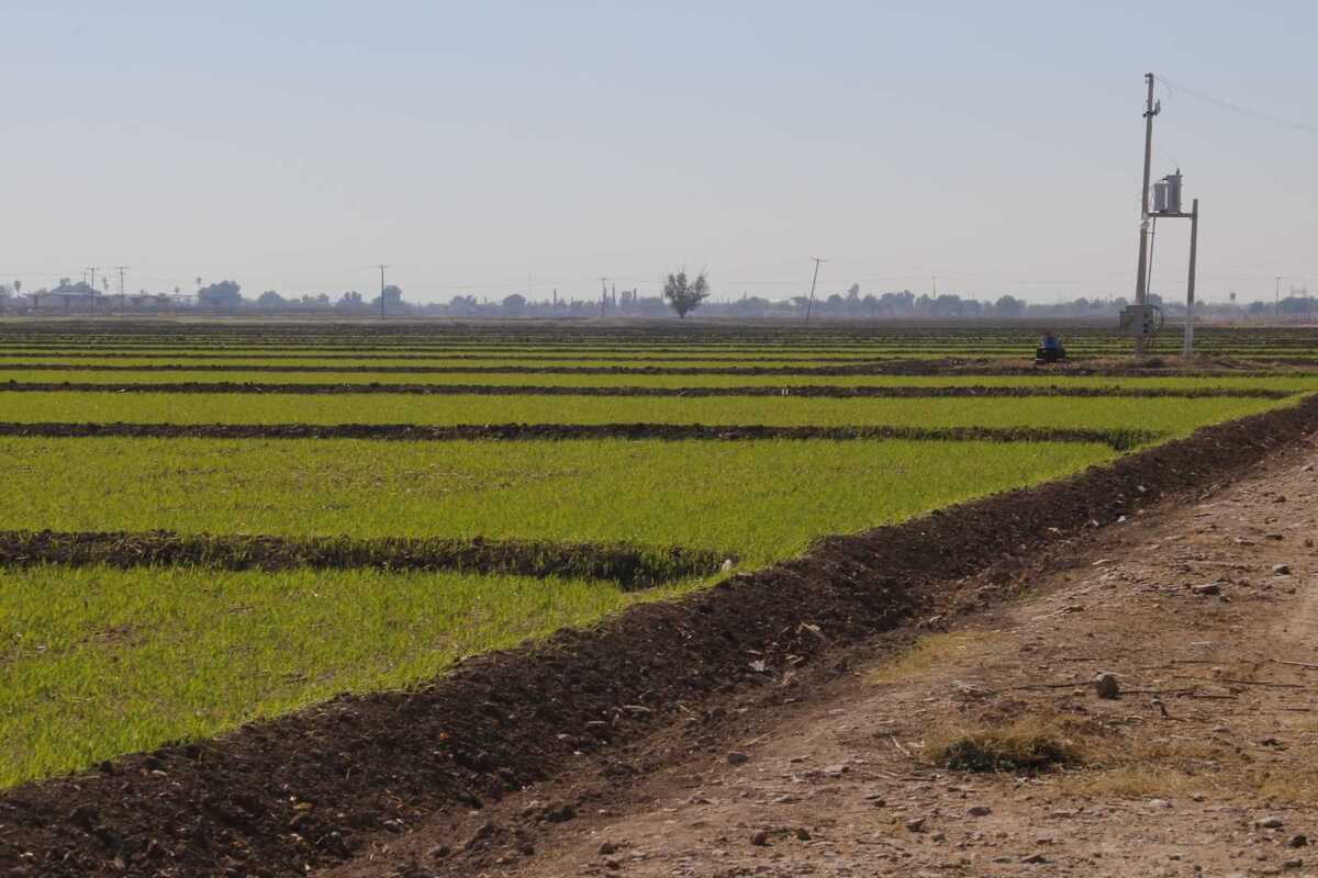 Campesinos de Lerdo denuncian 8 años de abandono al campo.| Manuel Guadarrama.