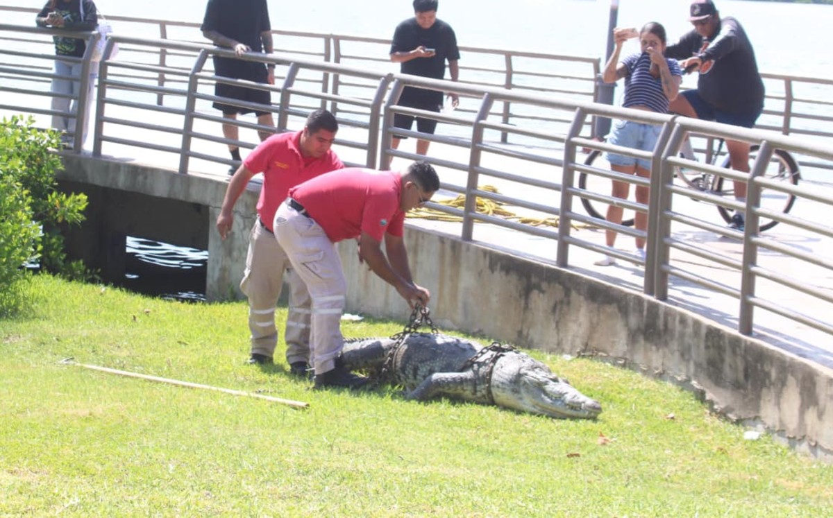 Encuentran segundo cocodrilo muerto en la laguna del Carpintero. | Yazmín Sánchez