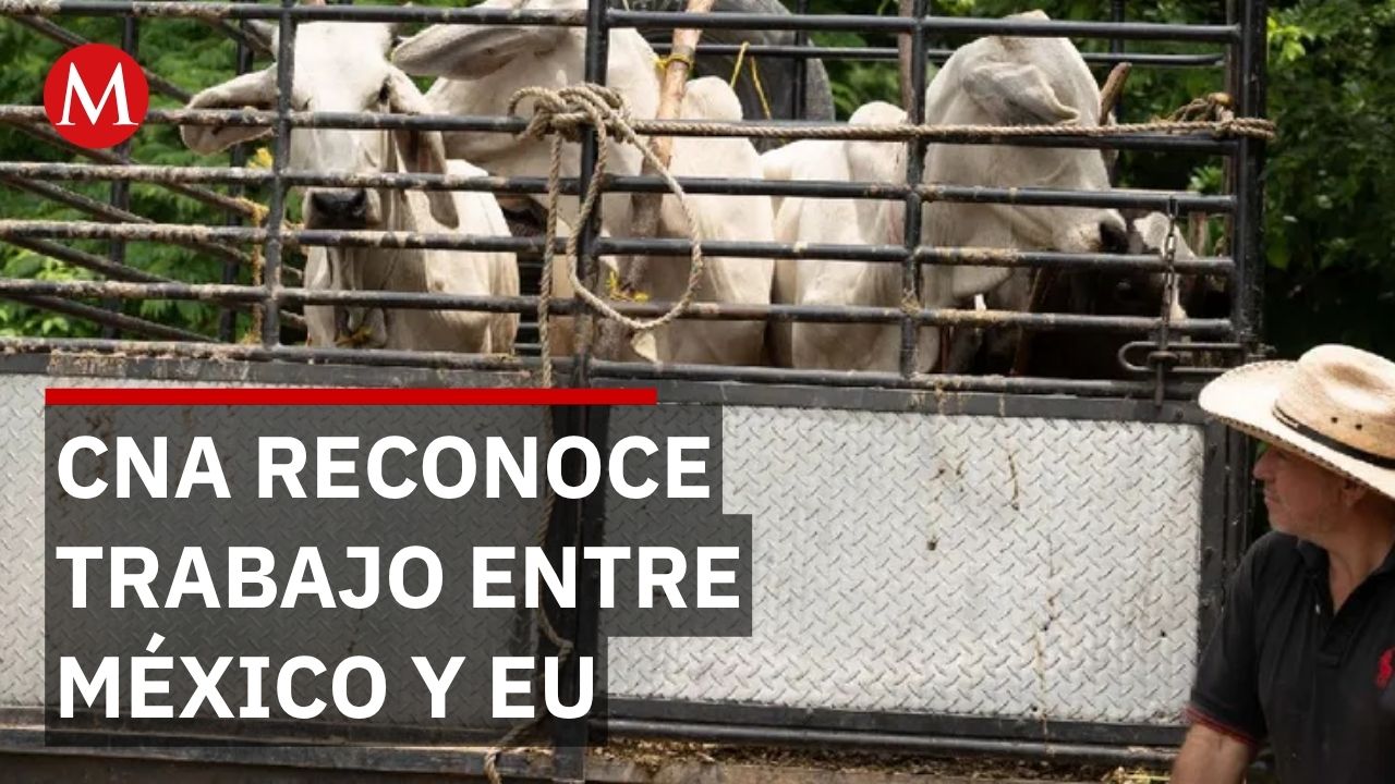 Productores celebran reapertura de mercado mientras enfrentan batalla contra gusano barrenador