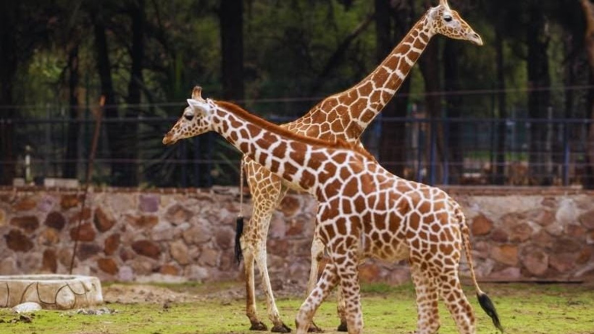 La regidora señaló que este hecho pudo ser evitado al tener mayor vigilancia en esa zona. | Zoológico de León.