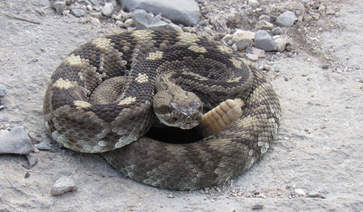 Se usó para la investigación a la víbora de cascabel de cola negra. (fotografía de la UJED)