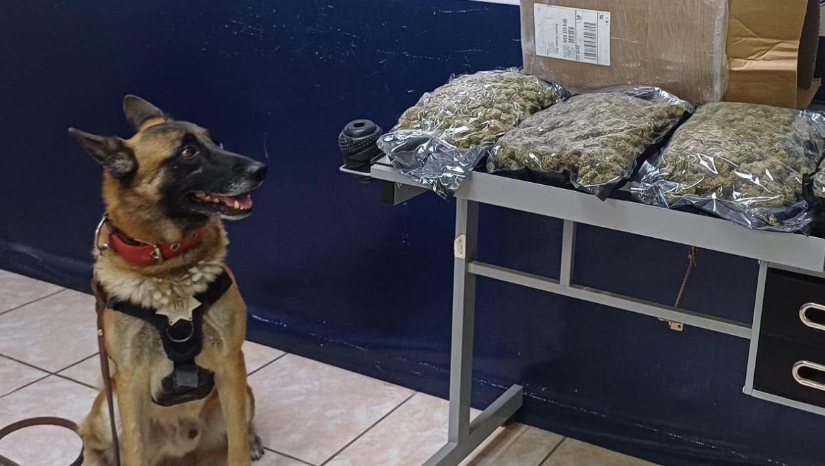 Fue localizado por el binomio canino Noah durante un operativo en una empresa de paquetería. | Cortesía de Seguridad Pública
