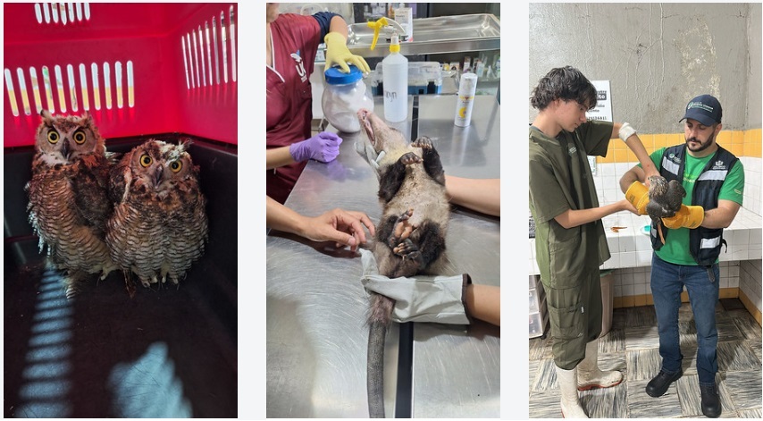 Rescate de animales en Guadalajara. (Cortesía Centro Metropolitano de Conservación de Vida Silvestre)