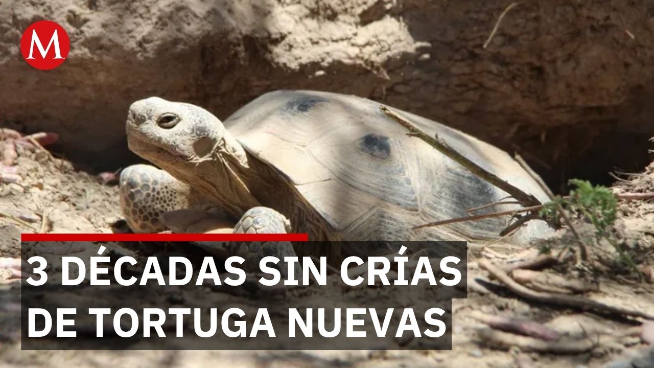 Tortuga del Bolsón logra reproducirse en cautiverio tras 3 décadas de esfuerzos de conservación