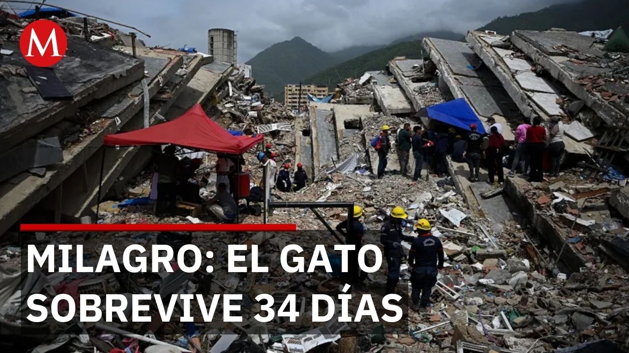 34 días bajo los escombros: Nino, el gato que desafía toda lógica en Venezuela