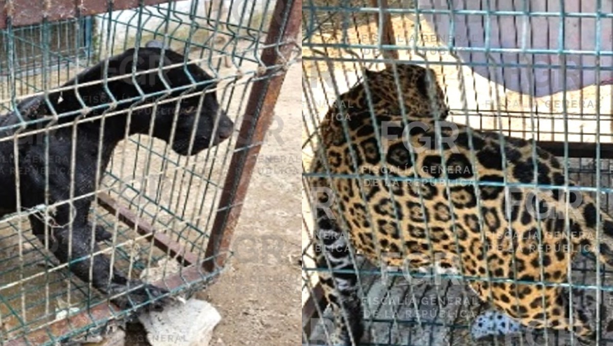 Un puma y un jaguar fueron asegurados tras el cateo en la finca. (Cortesía FGR)