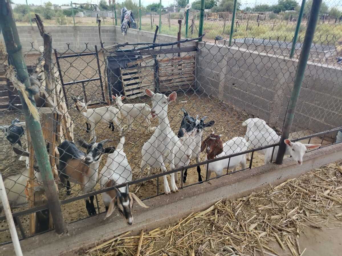 Titular de Desarrollo Rural exhorta a la participación ciudadana para atención a casos posibles.| Cortesía: Ayuntamiento de Gómez Palacio.