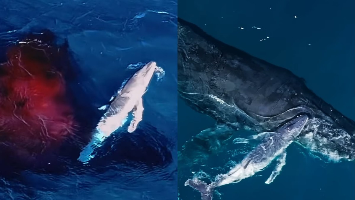 Un dron captó el nacimiento de una ballena jorobada en Australia. | Facebook: ORRCA