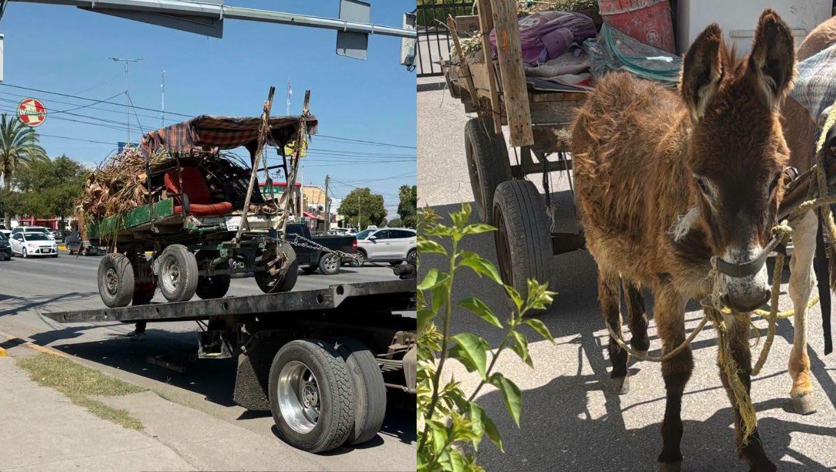 El rescate fue por Inspección y Verificación, Medio Ambiente, Servicios Públicos y Seguridad Pública. | Cortesía Defensoria Animalista Laguna