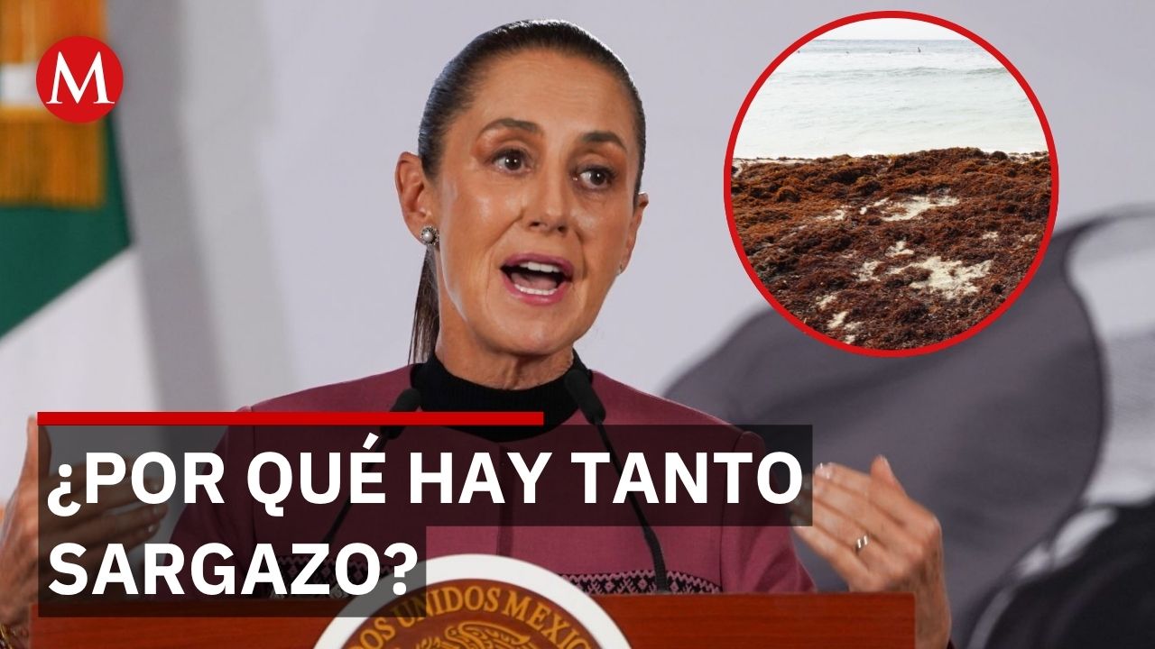 La ciencia del sargazo: Los factores que dispararon su crecimiento masivo