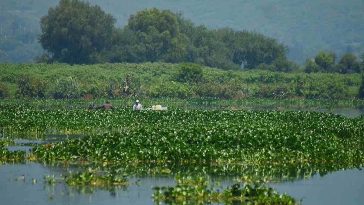 Investigadores de la UACh colaboran con Conagua en la recuperación ambiental de la presa Endhó y su saneamiento. | Foto: Cuartoscuro