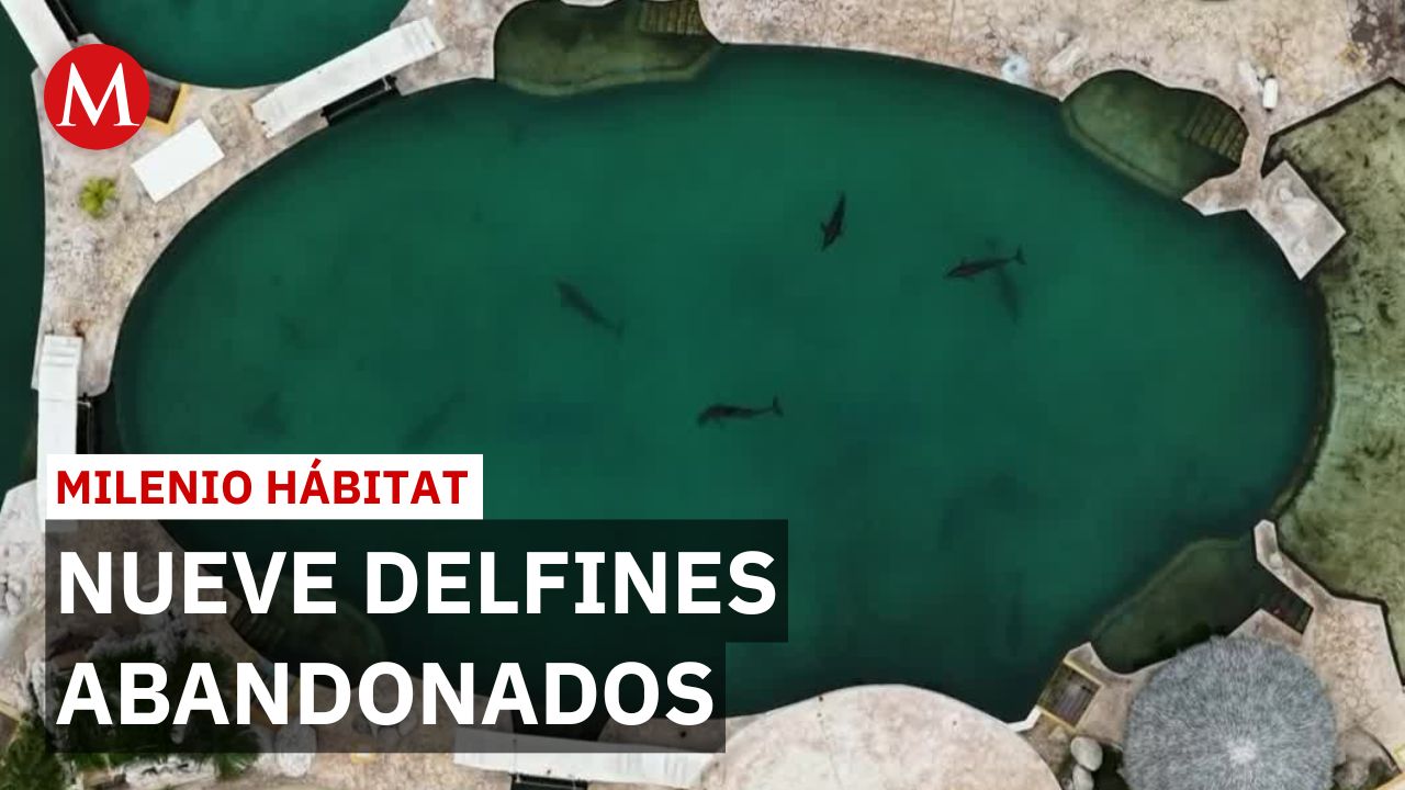 Ley Mincho' prohibió delfines en espectáculos; 9 siguen abandonados en cautiverio | Milenio Hábitat