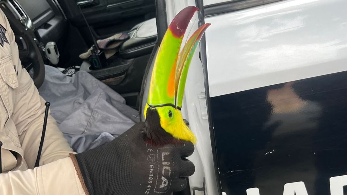 Rescatan a tucán lesionado en Guadalajara; está en peligro de extinción (Cortesía Policía de Guadalajara)
