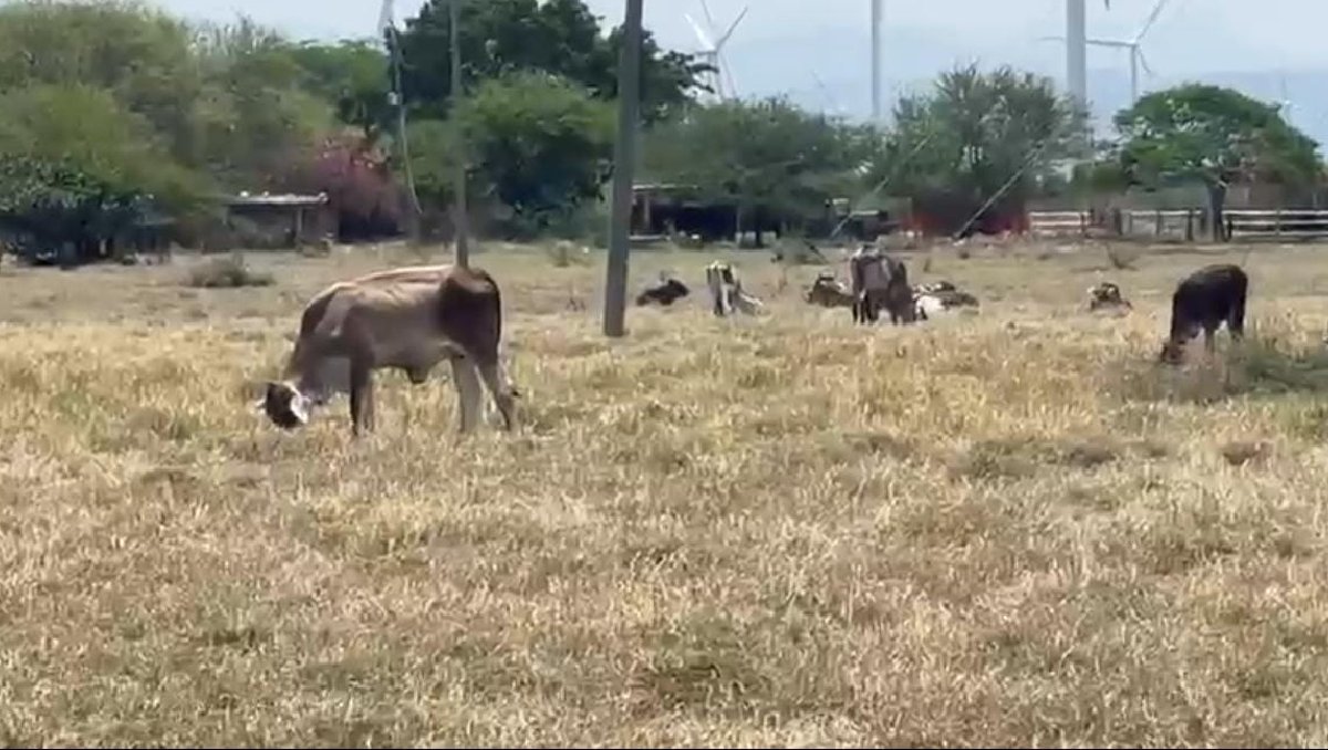 Sequías extremas en gran territorio de Oaxaca que afecta a su comunidad y animales. | Especial