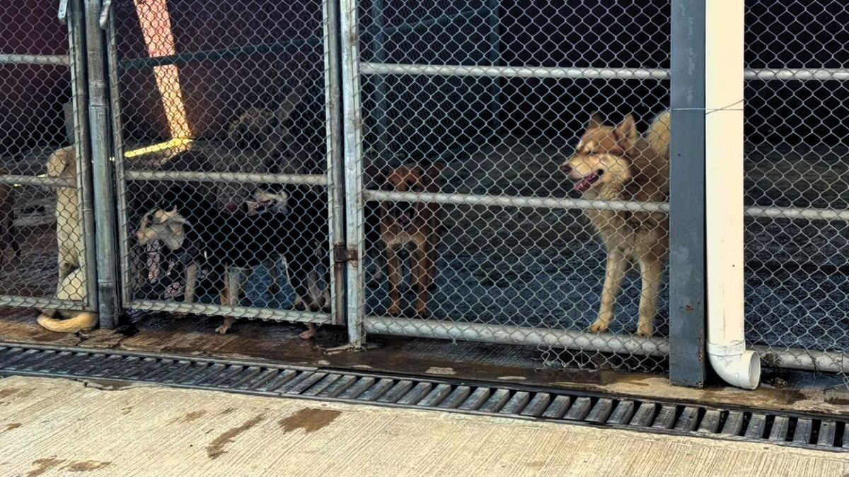 Tonalá aclara acusaciones en Centro Animal: Auditoría, rescates y adopciones (Alan Castalleno)