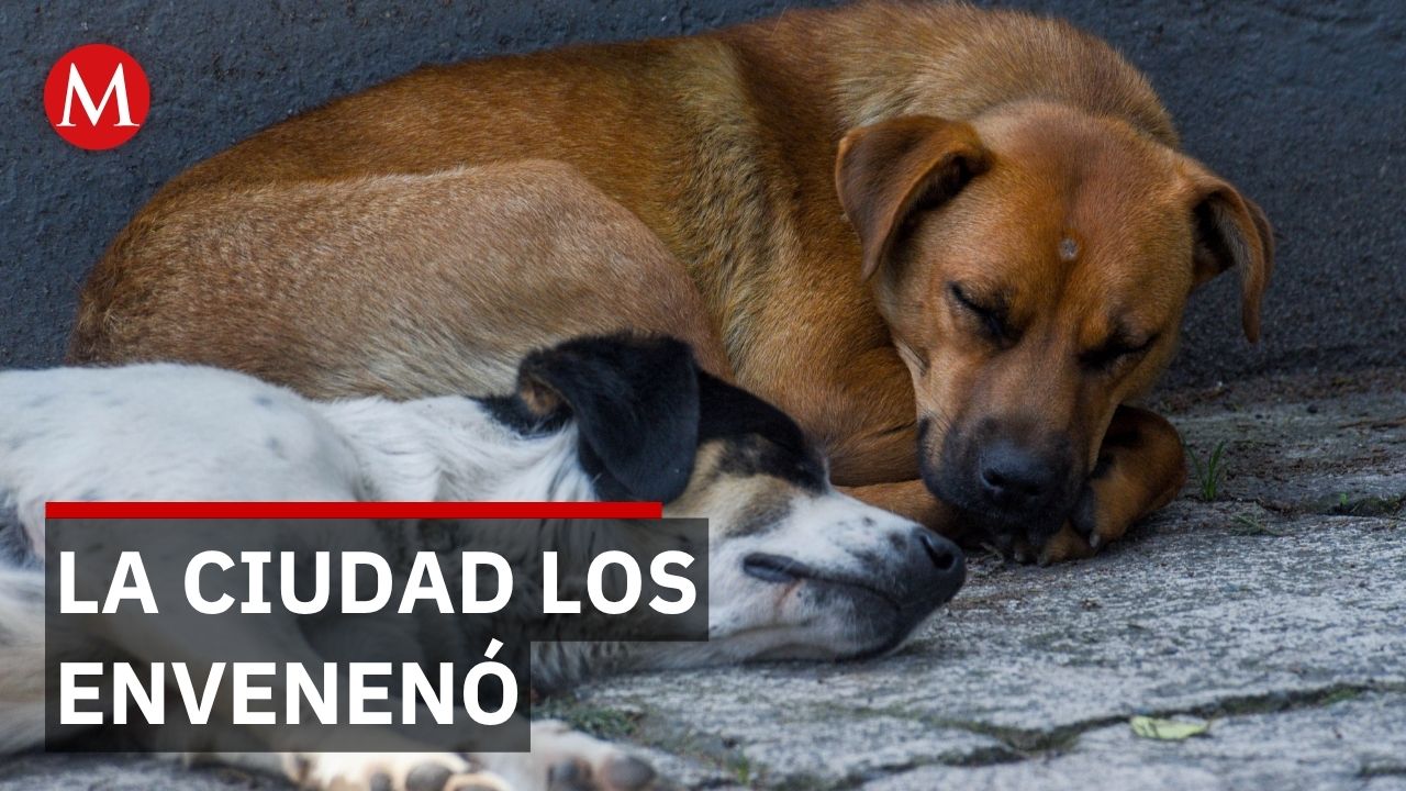 Archivo histórico revela cómo enfrentó Saltillo la sobrepoblación canina en 1929