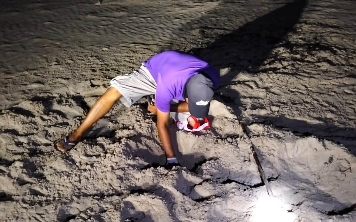 Localizan nido de tortuga verde en playa Bagdad. | Conibio Global