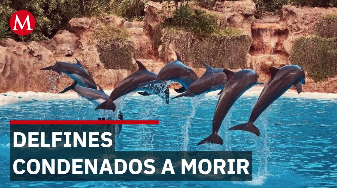 Mincho el delfín ciego lucha por vivir mientras empresarios rechazan construir santuarios