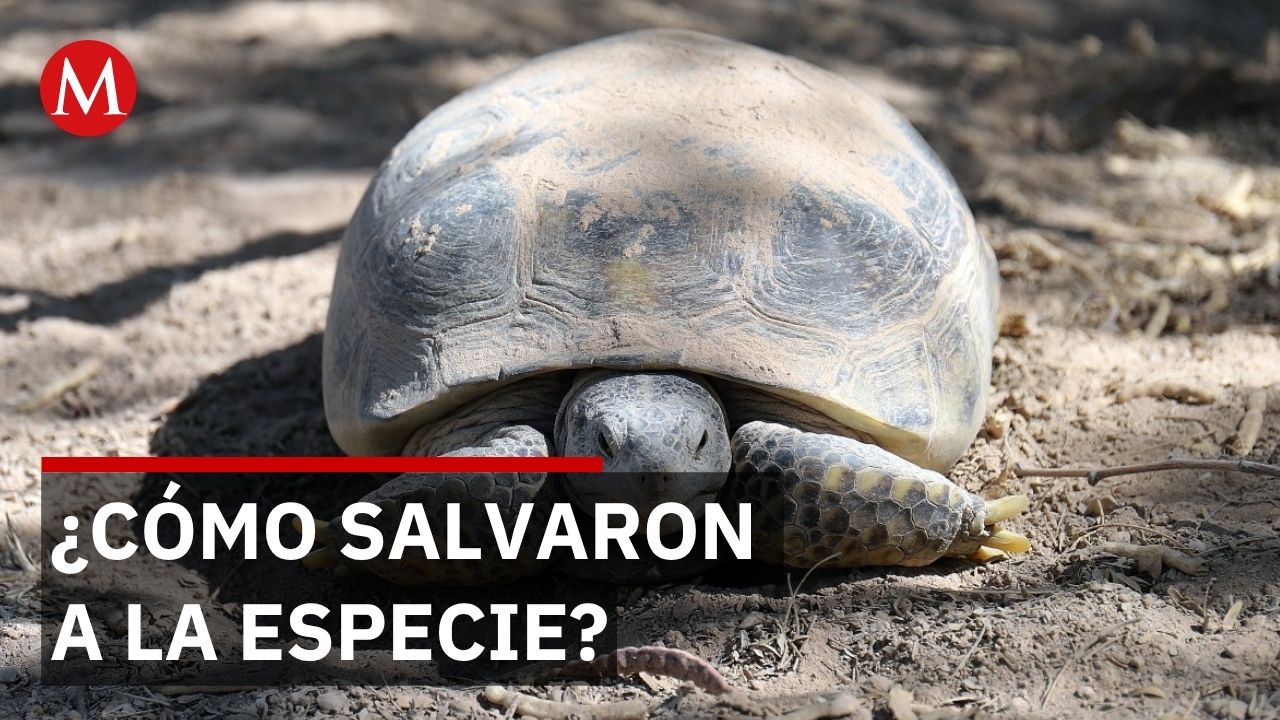 Tortuga del Bolsón construye madrigueras de hasta 10 metros de profundidad