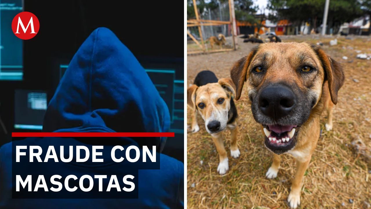Alerta por "Adoptimo": descubren fraude con falsas adopciones de mascotas en Facebook