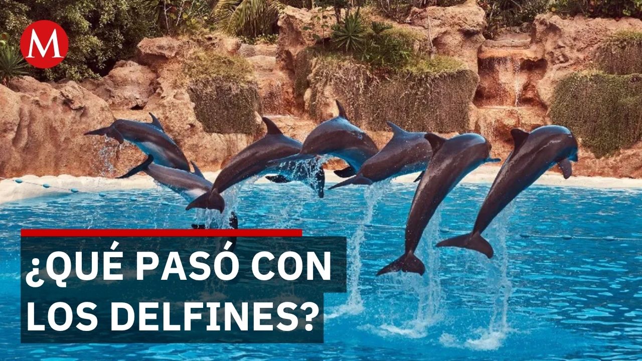 Ley Mincho prohíbe delfines en cautiverio pero 9 siguen abandonados en alberca
