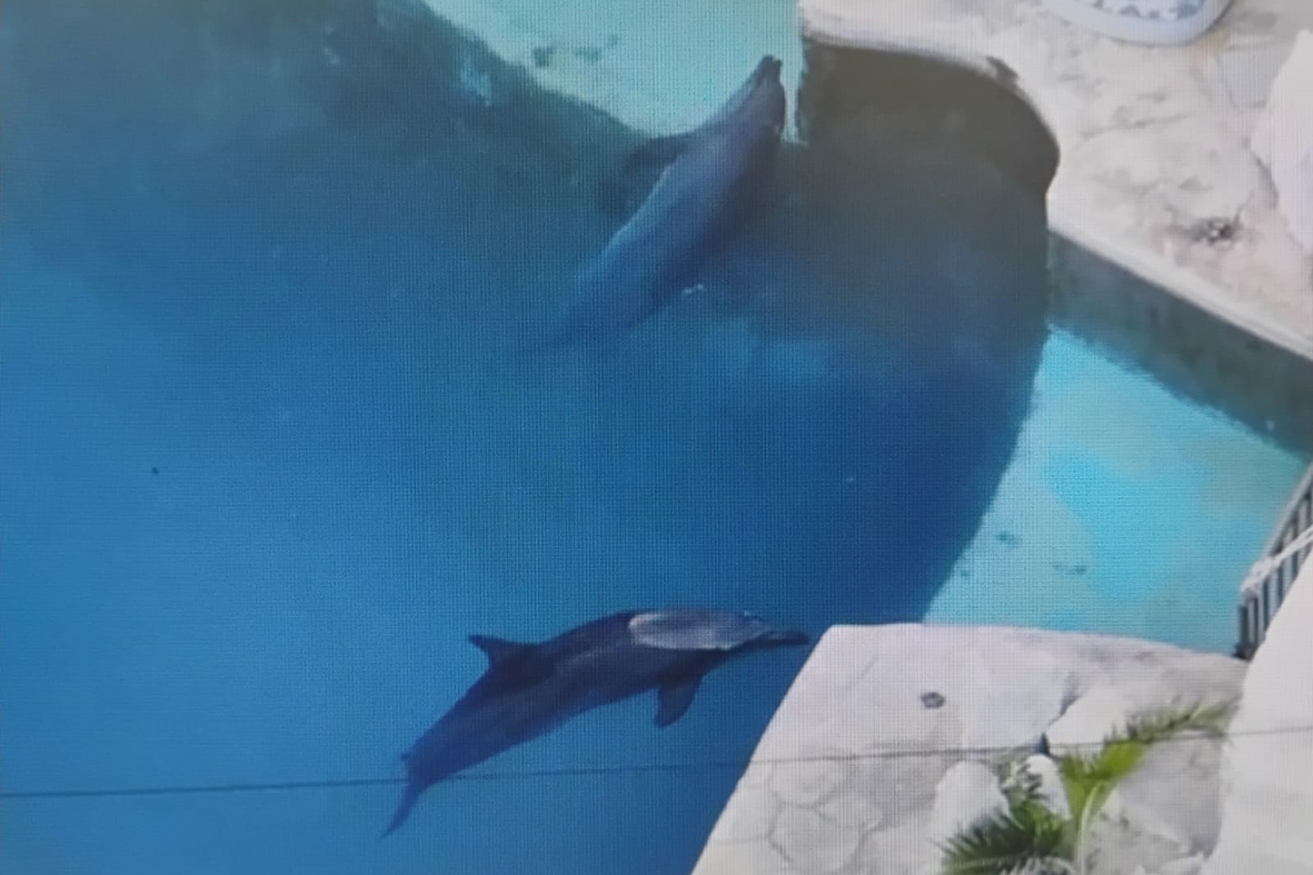 Los cuidadores de delfines hacen acciones de estimulación o enriquecimiento