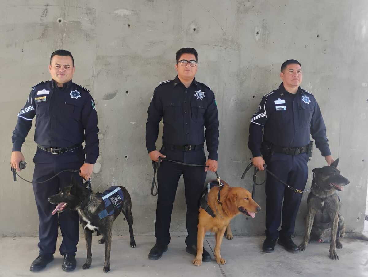 Zeus, pastor belga malinois elemento de la Policía Municipal en Saltillo. | Foto: Esmeralda Sánchez