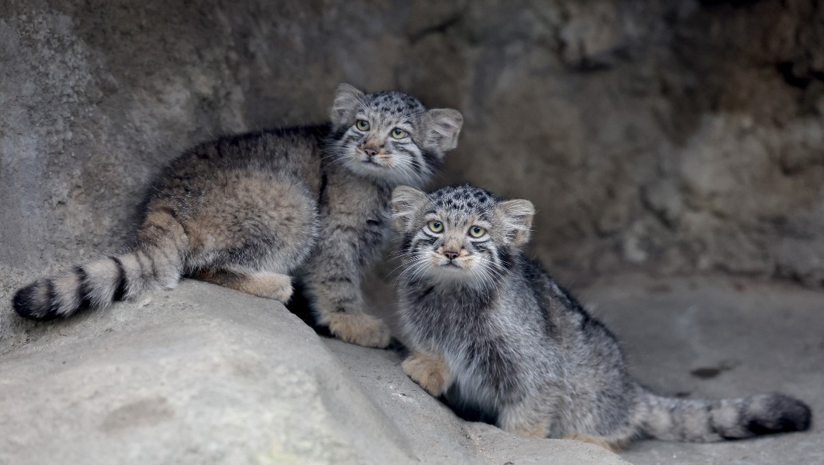 Crías de gato de Pallas, una especie considerada el felino vivo más antiguo del mundo, se ven en su recinto del Kobe Animal Kingdom, en Kobe. | AFP