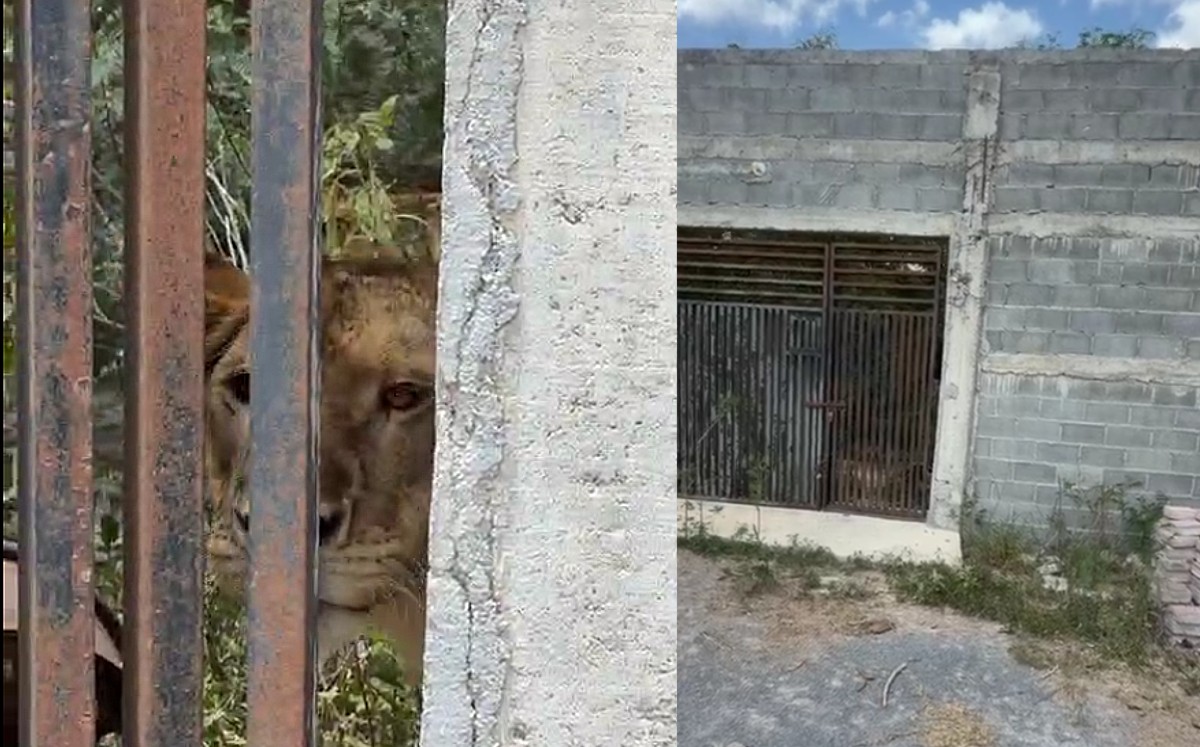 Encuentran a leona dentro de predio abandonado en Matamoros. | Captura de pantalla EnlaceMx