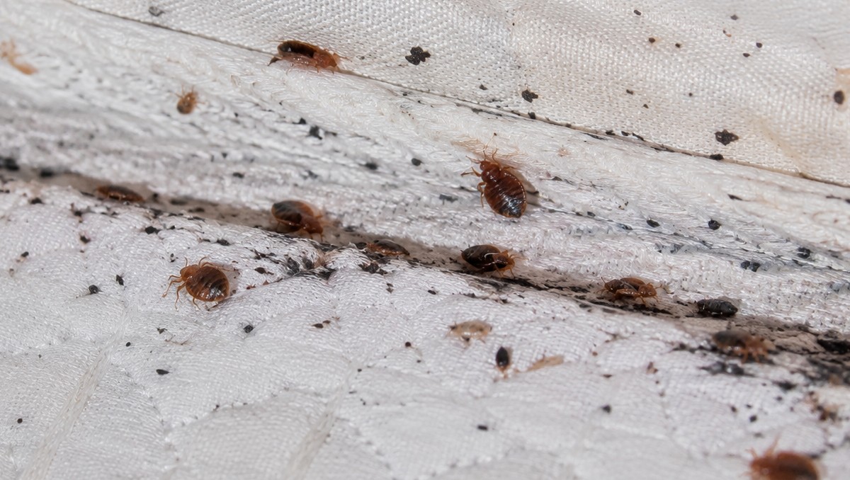 Antes de hacer una fumigación, considera las siguientes soluciones contra chinches | IA DISCOVER
