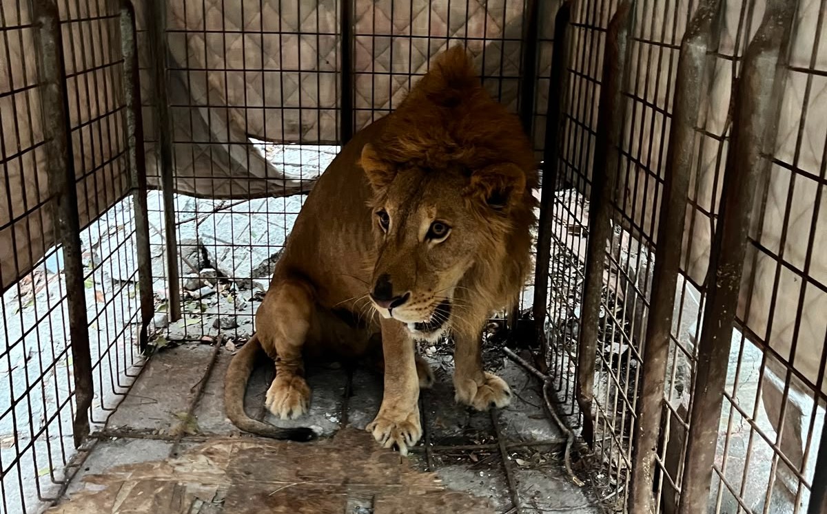 El león encontrado en Matamoros permanecía dentro de una jaula. | Ángel Domínguez