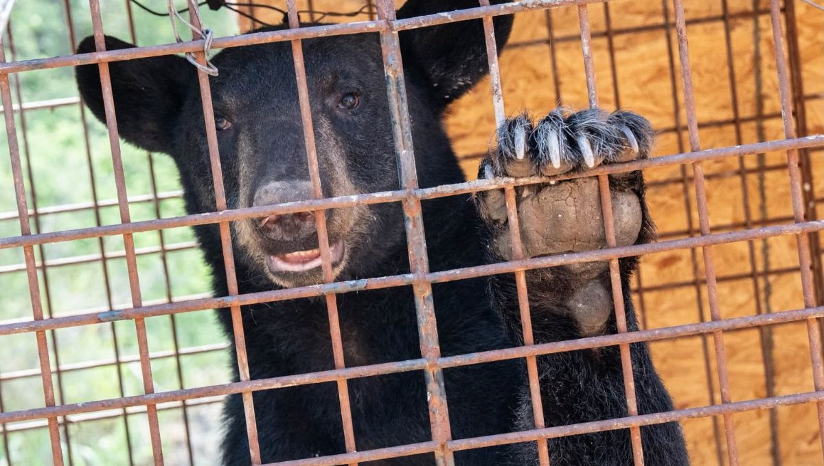 Oso es capturado y resguardado en Salinas Victoria | Foto: Especial