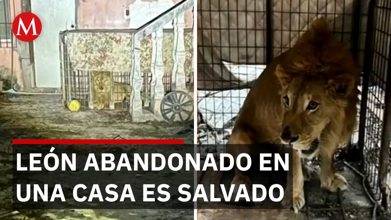 Rescatan león de 2 años en vivienda abandonada de Matamoros, Tamaulipas