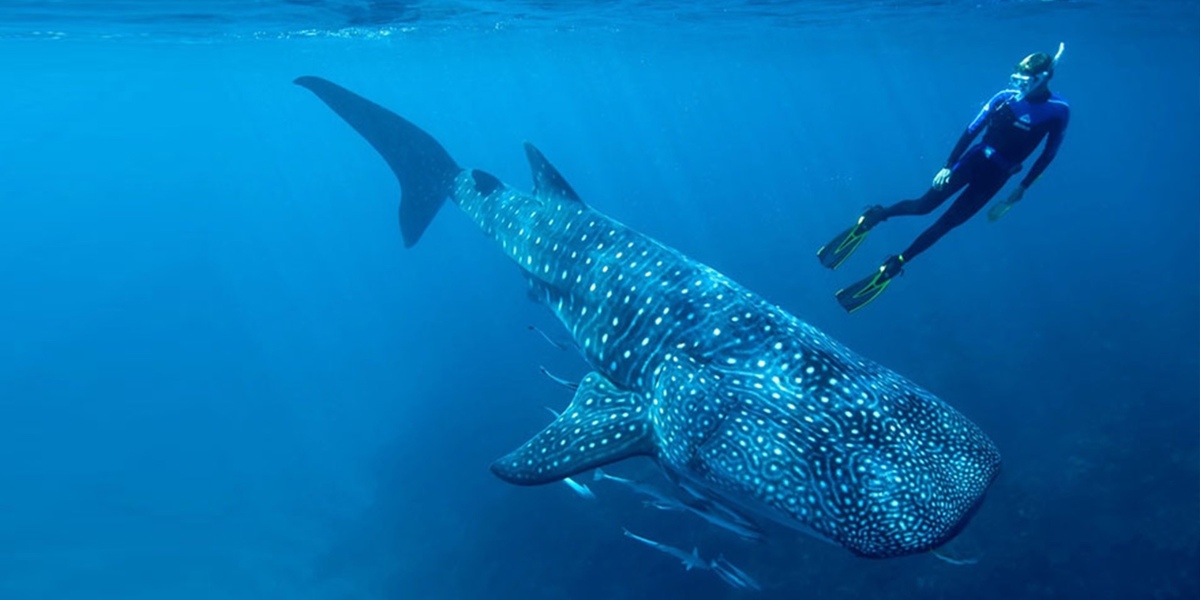 La temporada de avistamiento del tiburón ballena estará abierta hasta el 15 de diciembre.