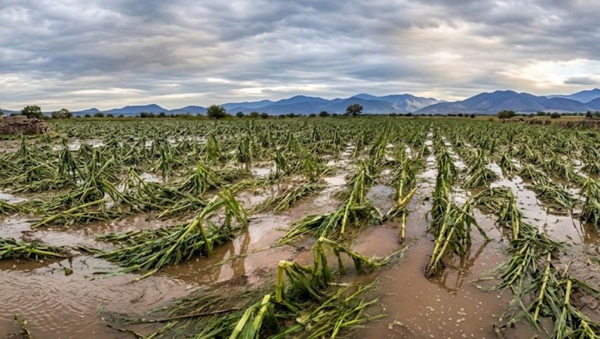 Asociación Rural de Guanajuato brinda apoyo a productores tras lluvias | Especial