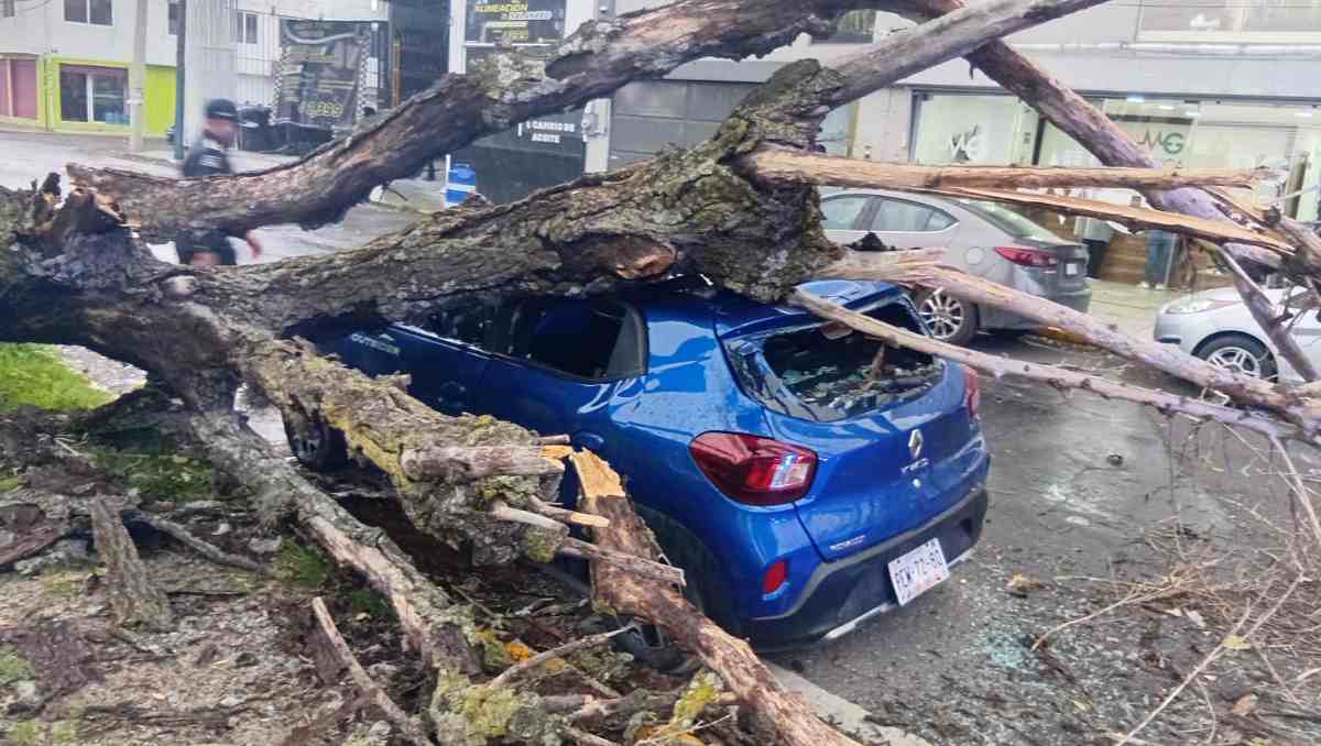 La caída de árboles por las lluvias movilizó a Protección Civil y Bomberos en distintos puntos de Toluca. | Foto: Especial