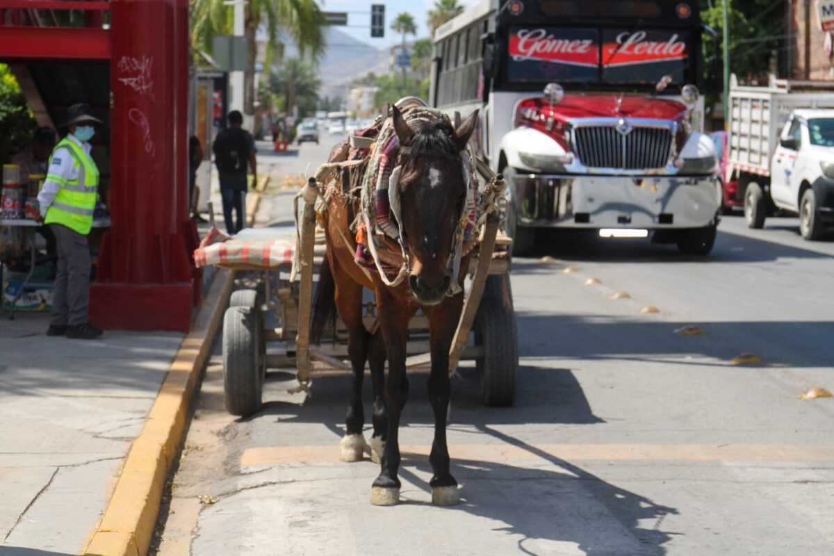 Carromateros de Gómez Palacio tendrán padrón oficial y nuevos puntos de disposición. | Rolando Riestra