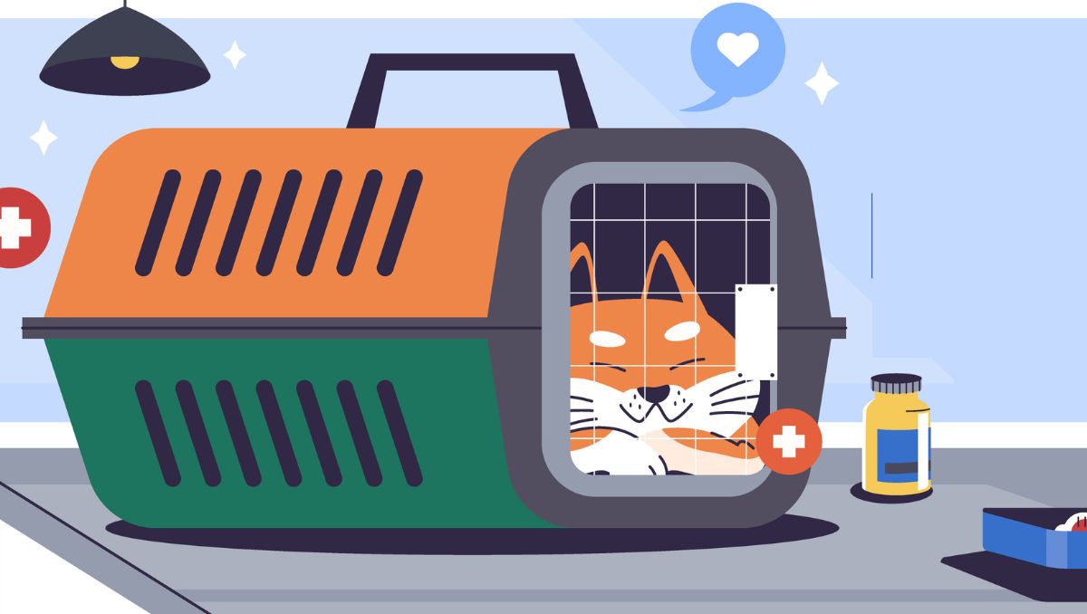 Existen formas para hacer que tu gato no odie ir al veterinario, un experto comparte consejos | Especial