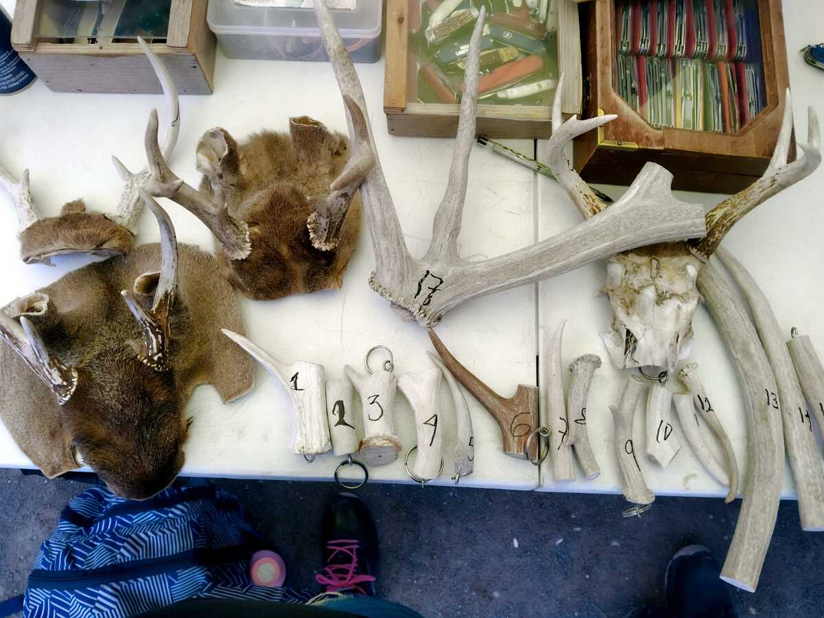 Huesos de fauna silvestre que eran ofrecidos para su venta sin acreditar su procedencia legal. (Cortesía)