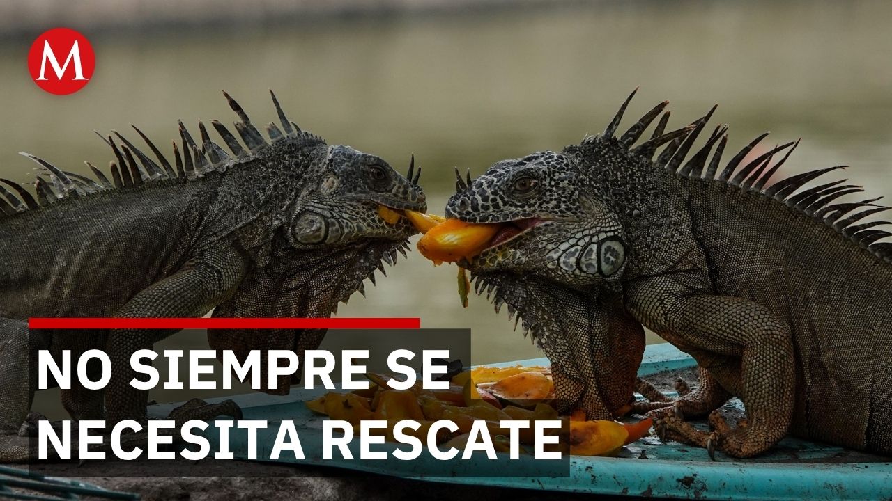 Jalisco registra aumento de reportes por fauna silvestre y pide no manipular a los animales