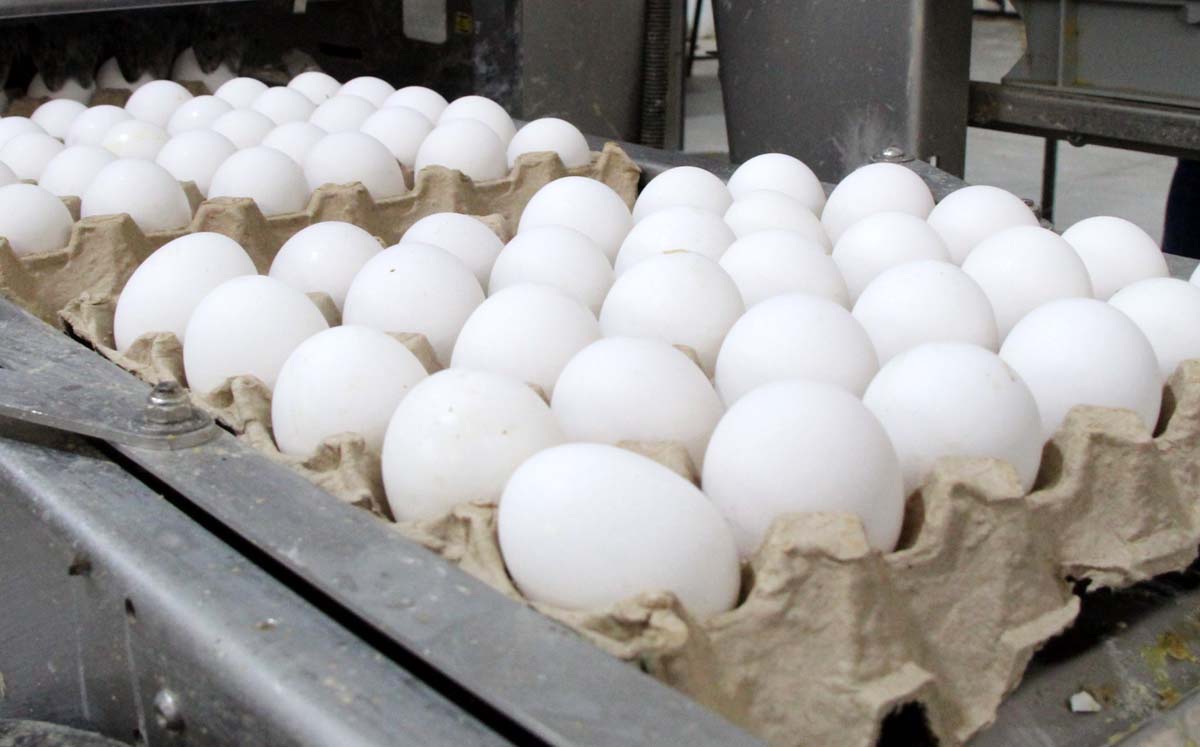 Realizan operativo en Gómez Palacio por brote de salmonela en Estados Unidos. | Foto: Roberto Amaya