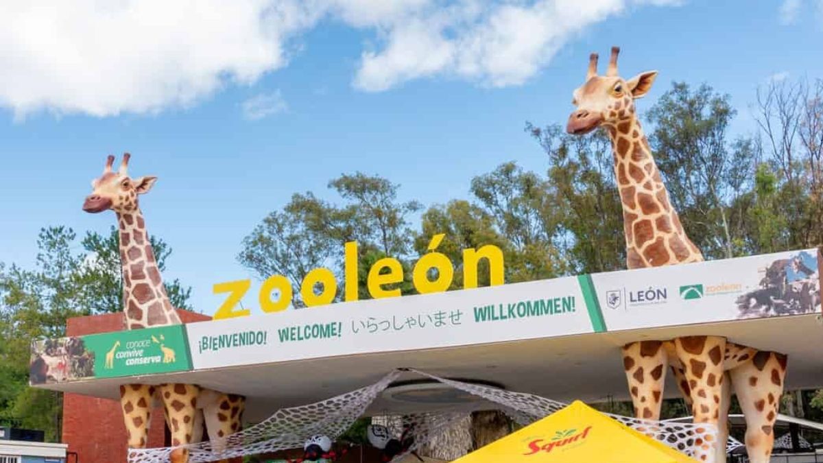 zoologico de leon, zooleon, jauria de perros, borregos muflones, reparan habitad, inversión en zoologico de leon, rehabilitar barda trasera