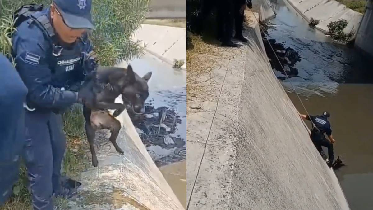 Despliegan operativo en Chimalhuacán para poner a salvo a un canino. | Foto: Lauro Galicia